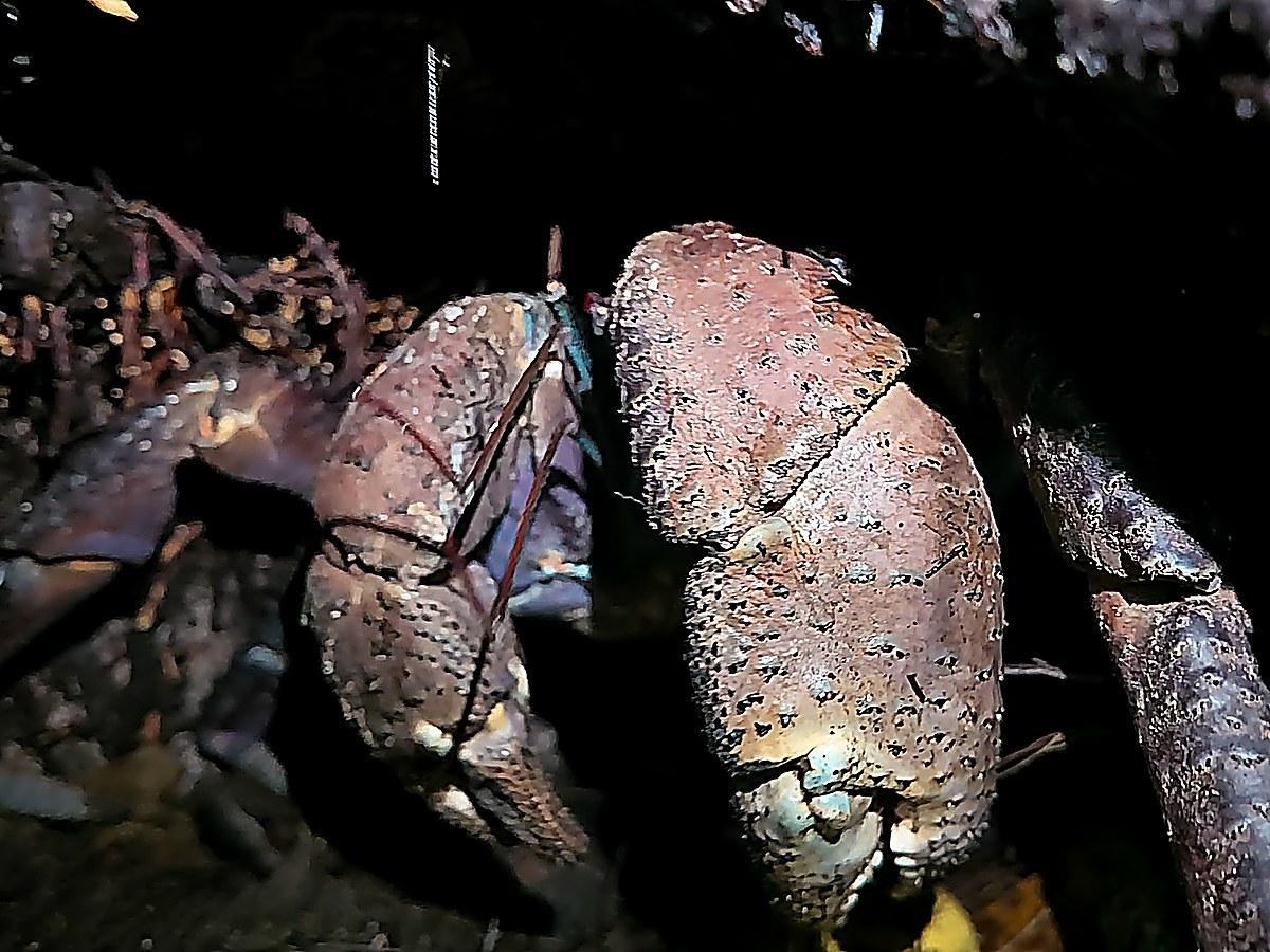 A coconut crab's large claws, tucked beneath the rocks