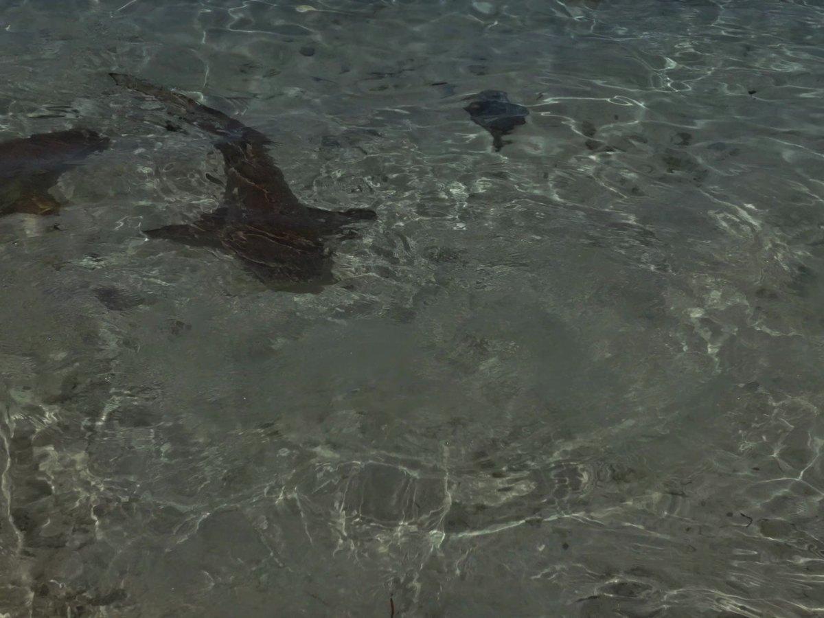 A reef shark crossing the shallows