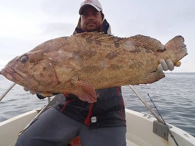 ポンペイで釣り上げられたハタ
