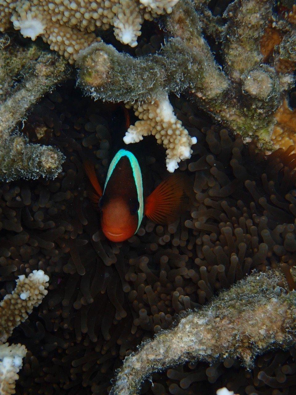 An anemonefish peeking out of its host anemone
