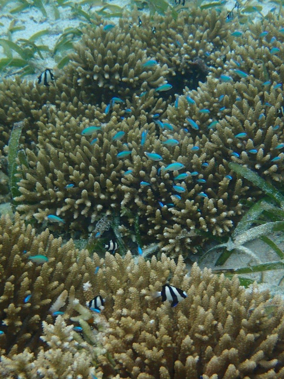 A school of blue-green chromis over staghorn coral