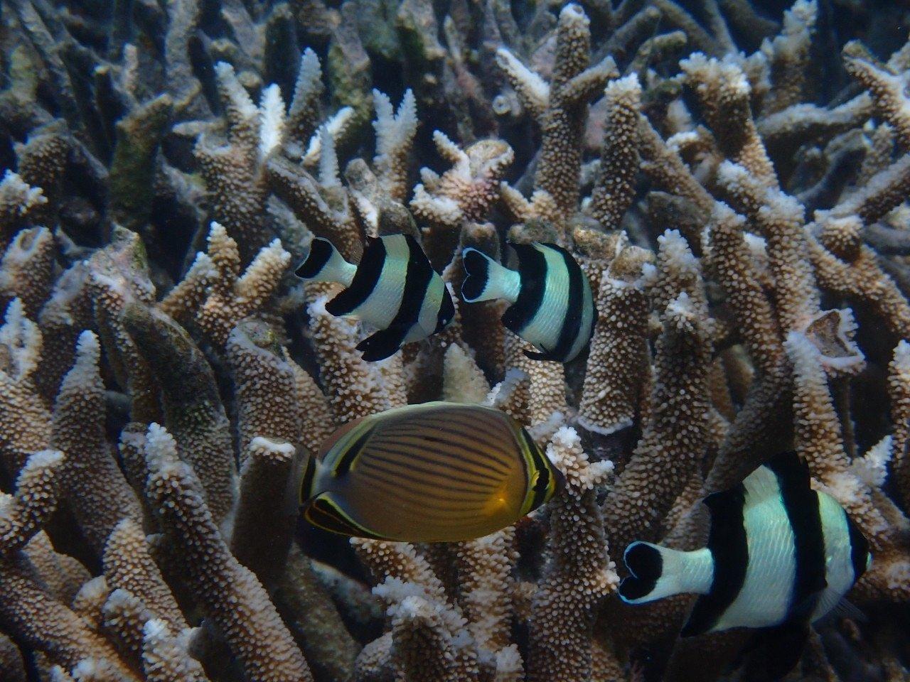 Humbug damselfish and a butterflyfish