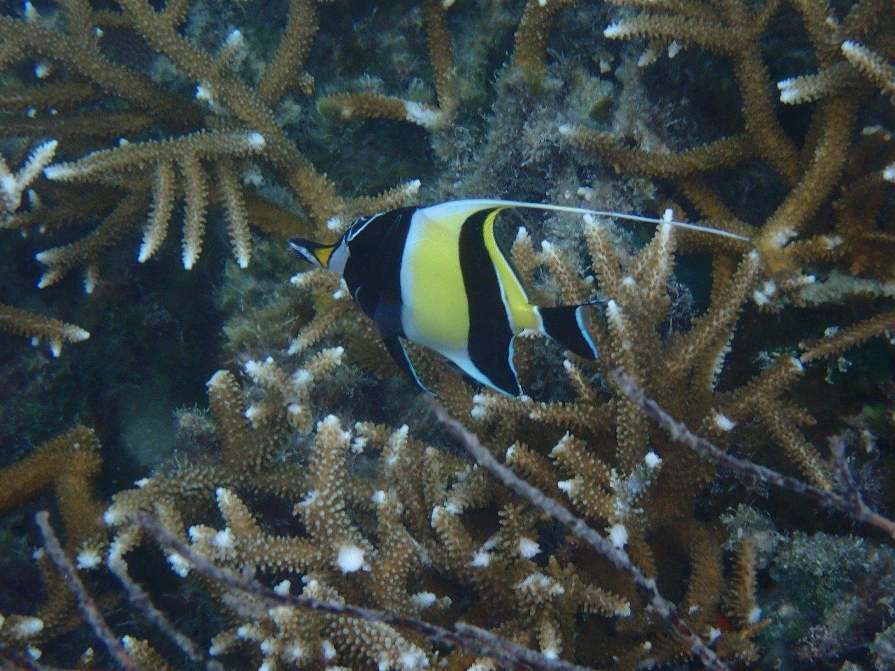 A moorish idol swimming between corals