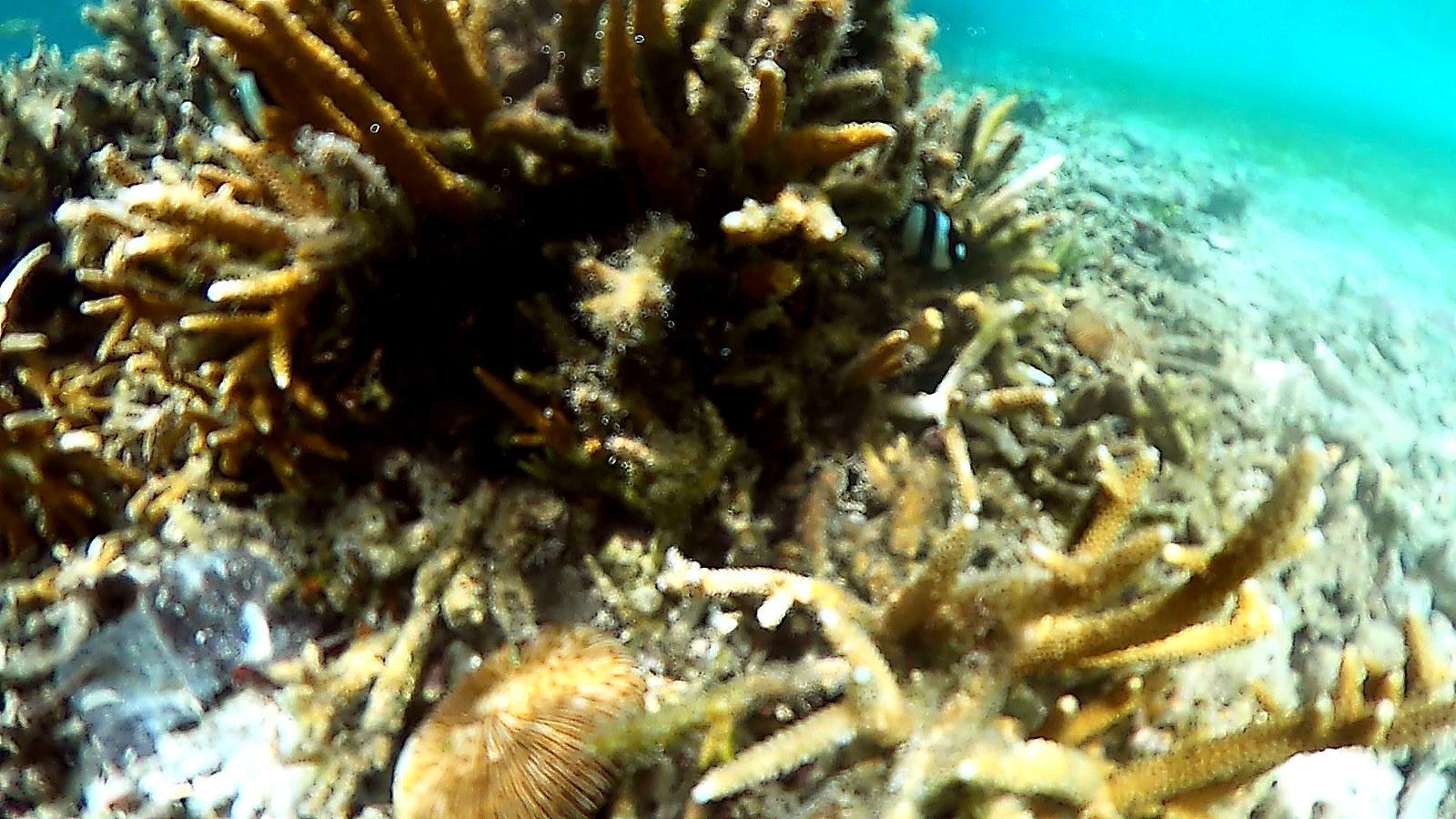 A small fish swimming among the branching coral