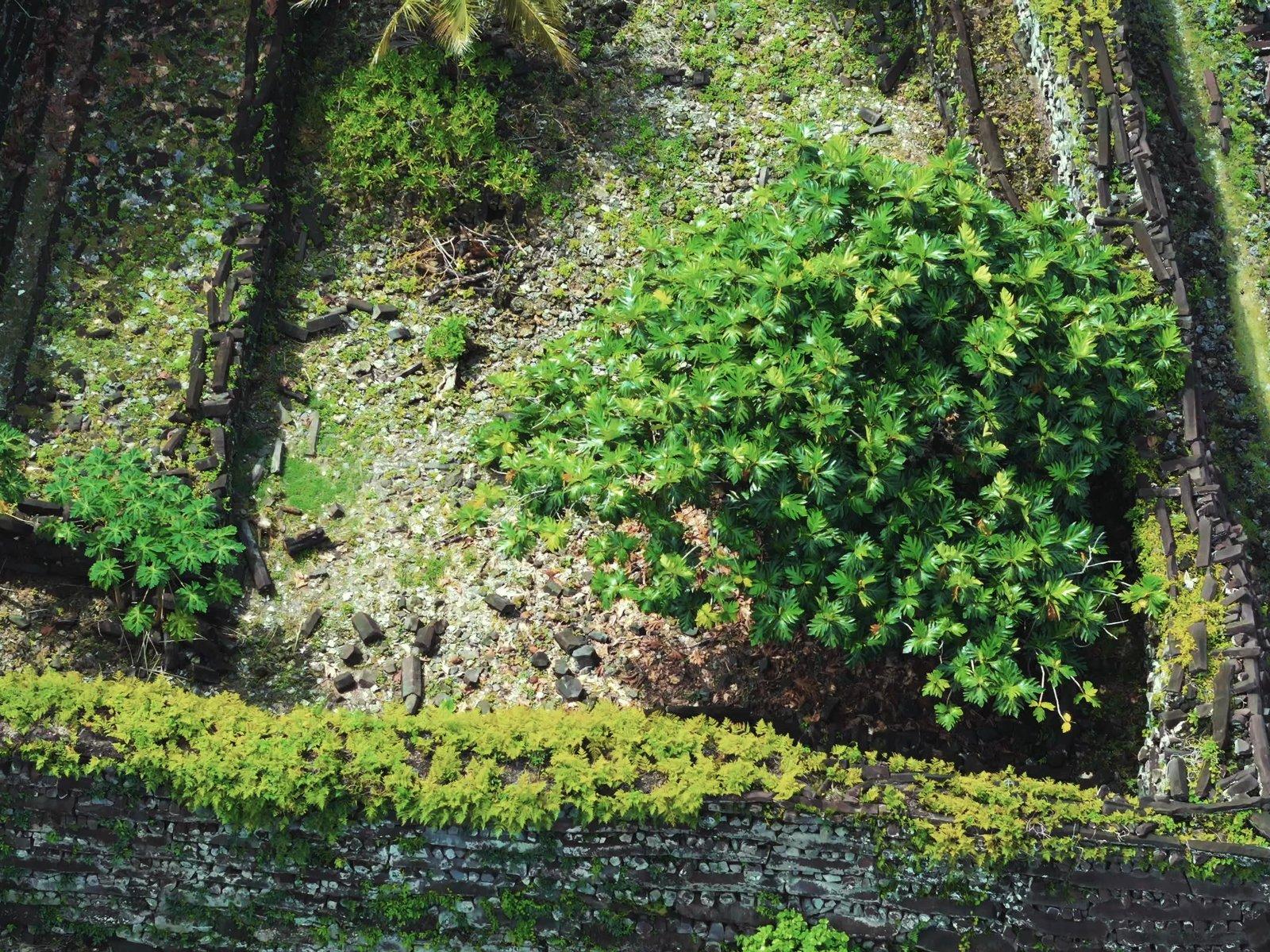 上空から見下ろした、苔と緑に覆われた石積みの壁