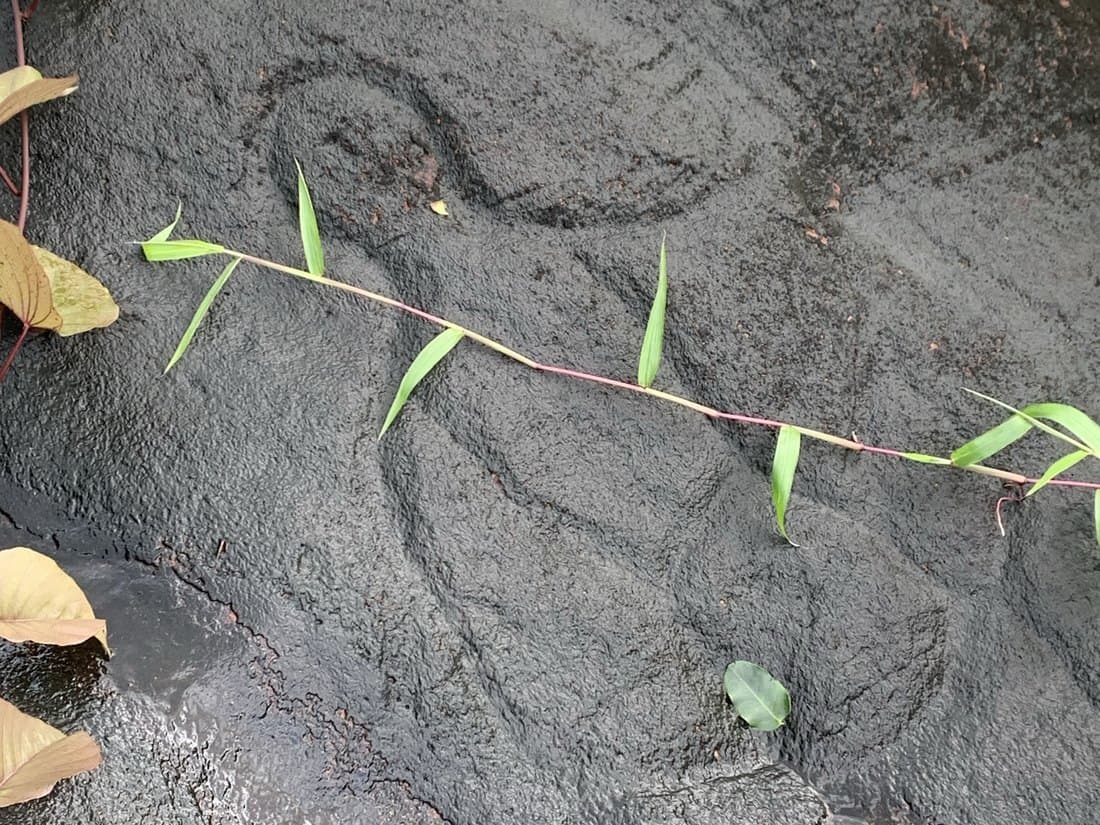 岩に刻まれた渦巻き状の模様