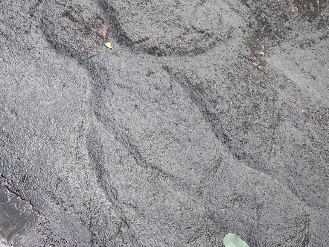 岩の表面に残る蛇のような彫刻