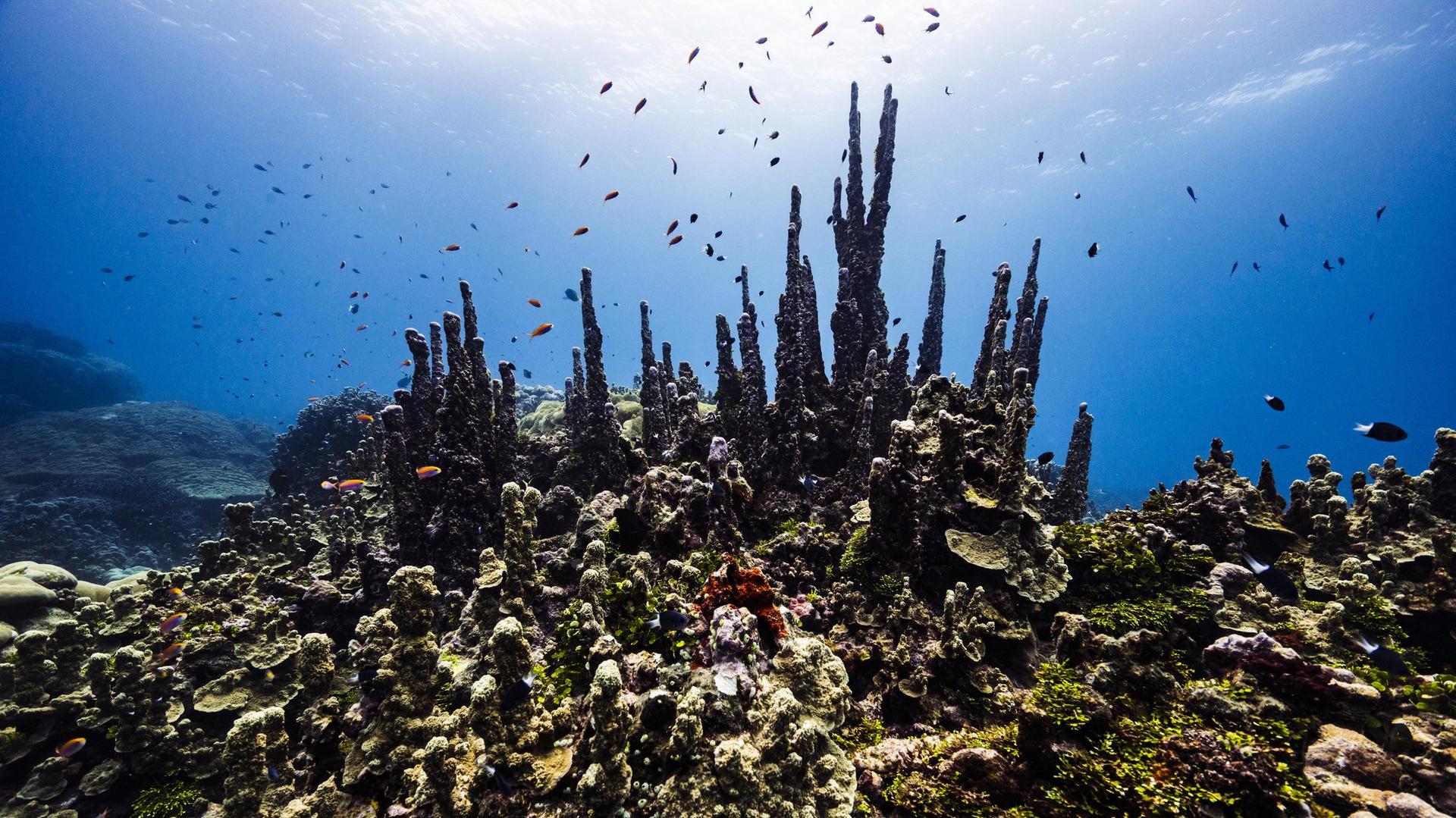 Coral pinnacles reaching up through the reef