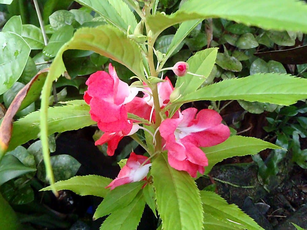 Garden Balsam (Impatiens balsamina) in bloom