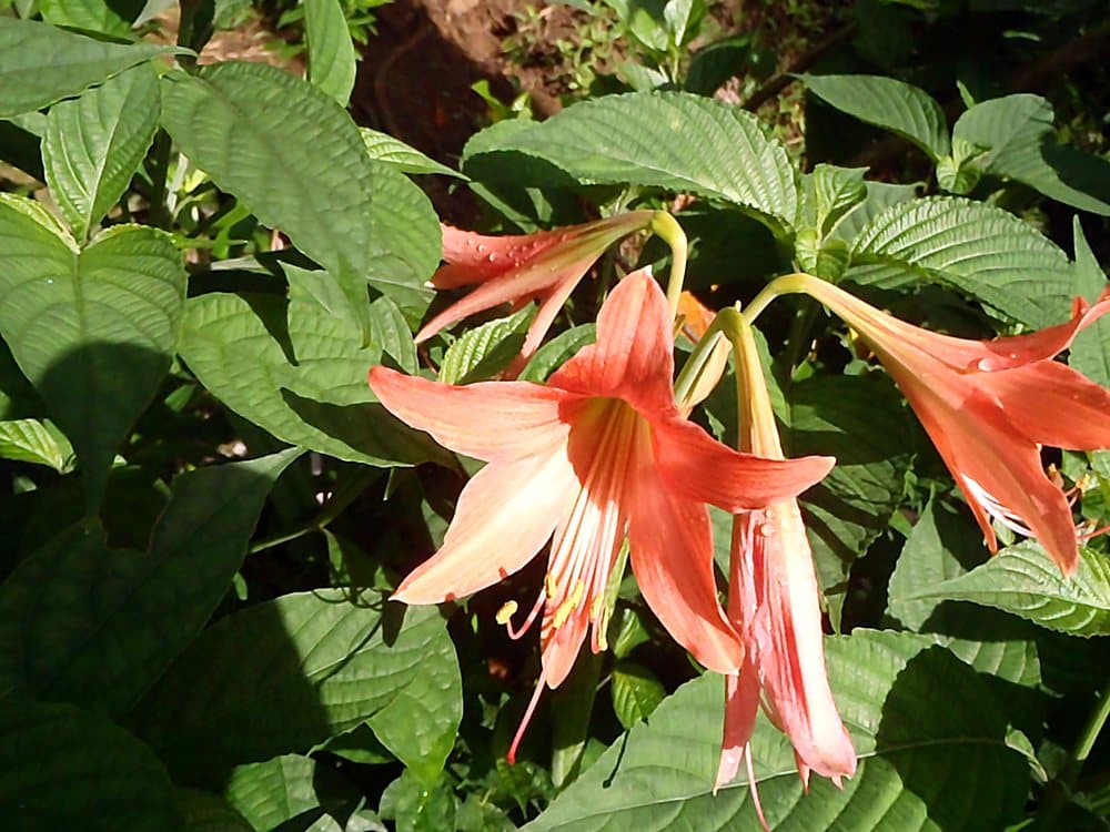 Barbados Lily (Hippeastrum puniceum) in bloom