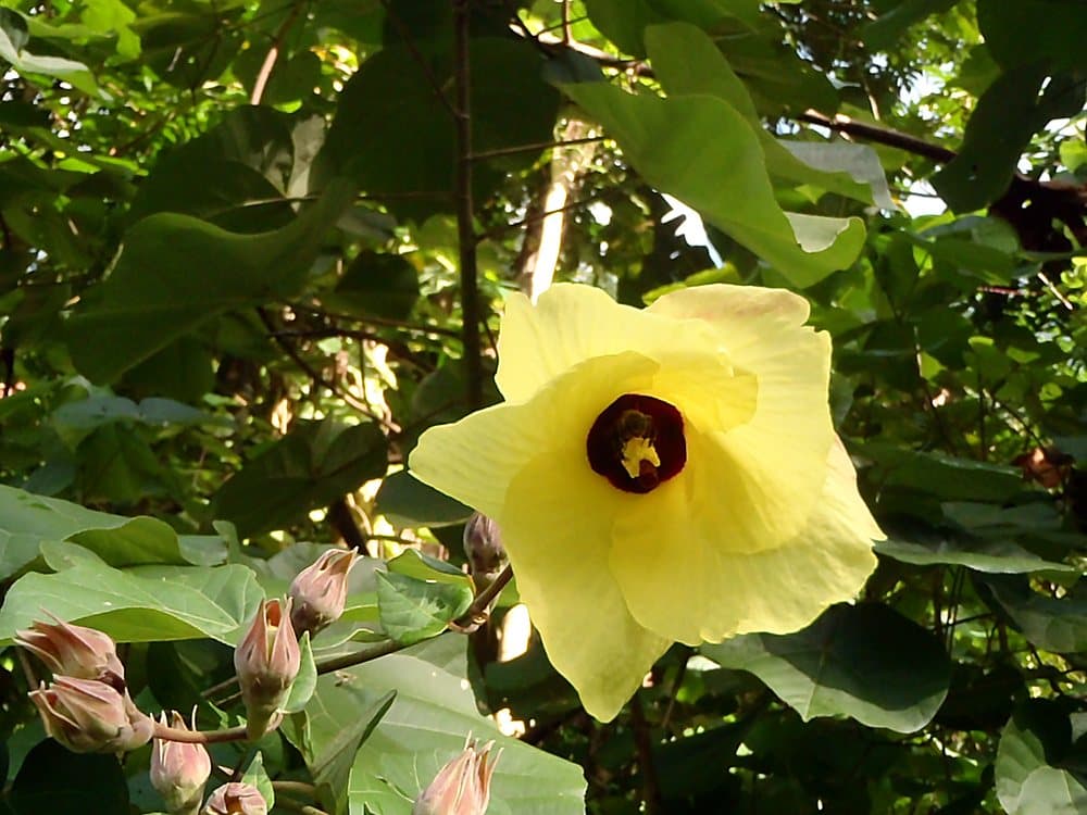 オオハマボウ(Hibiscus tiliaceus)の花