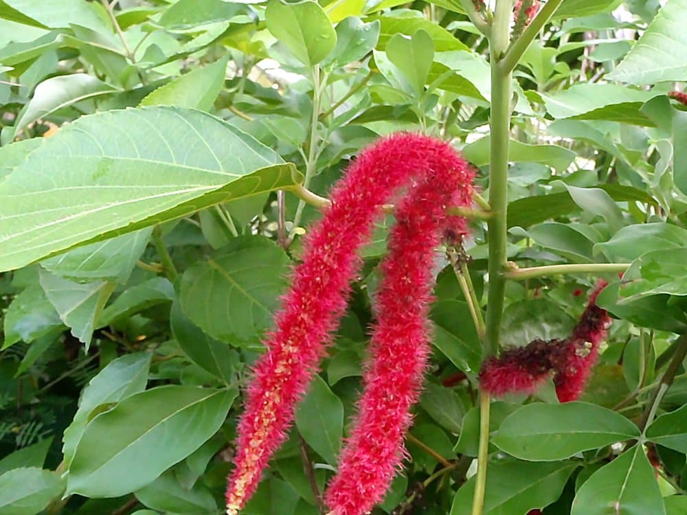 ベニヒモノキ(Acalypha hispida)の花