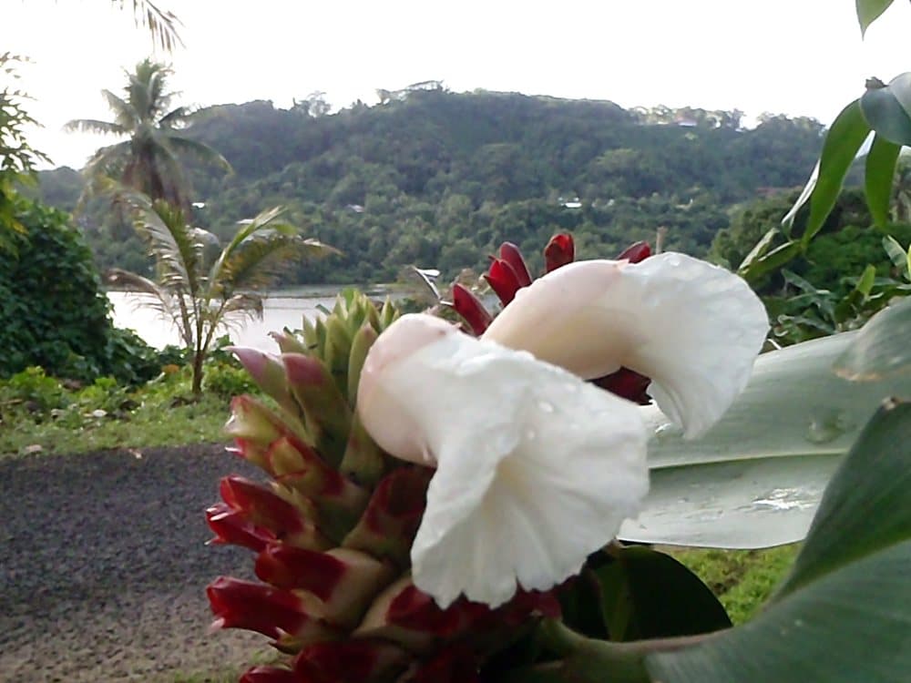 オオホザキアヤメ(Cheilocostus speciosus)の花