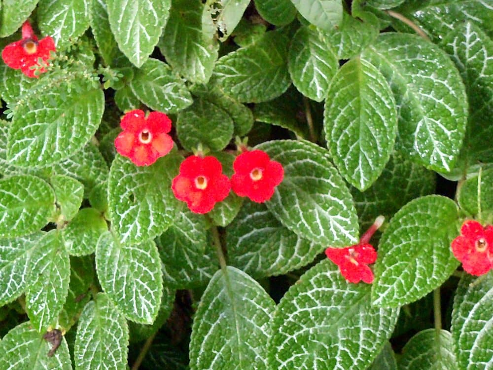 エピスシア(Episcia cupreata)の花
