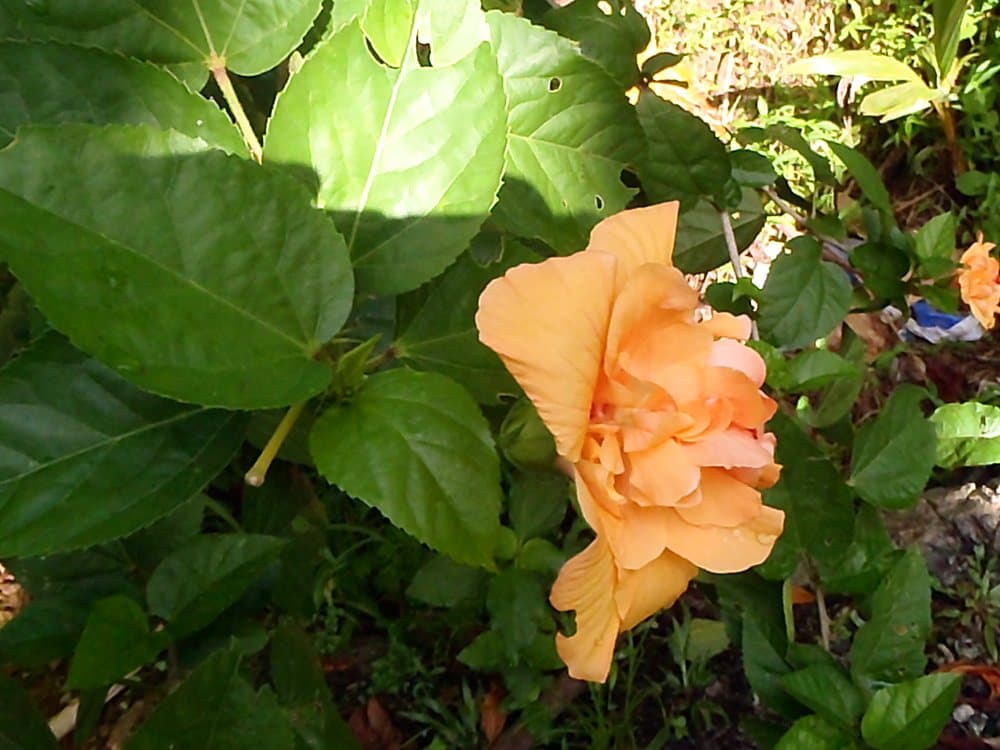 ハイビスカス(八重・杏)(Hibiscus rosa-sinensis)の花