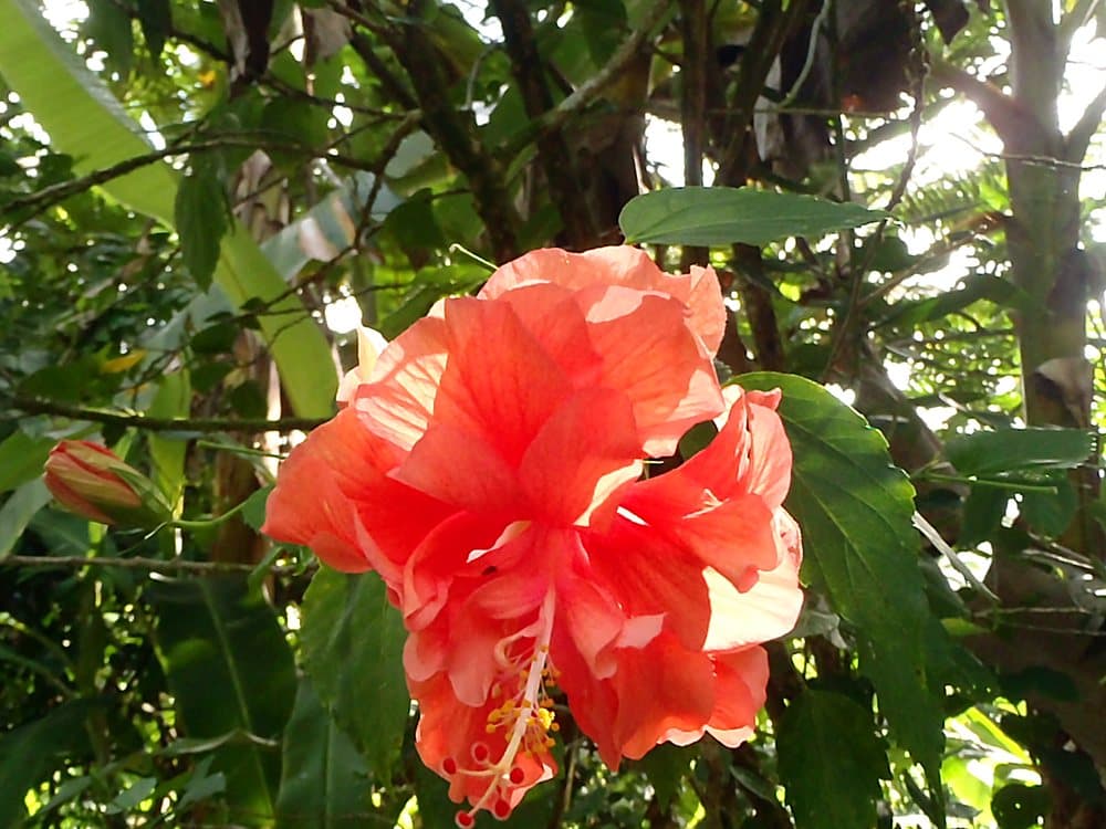 Hibiscus (Coral Double) (Hibiscus rosa-sinensis) in bloom