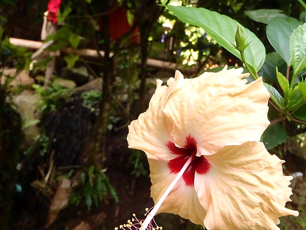 ハイビスカス(クリーム)(Hibiscus rosa-sinensis)の花
