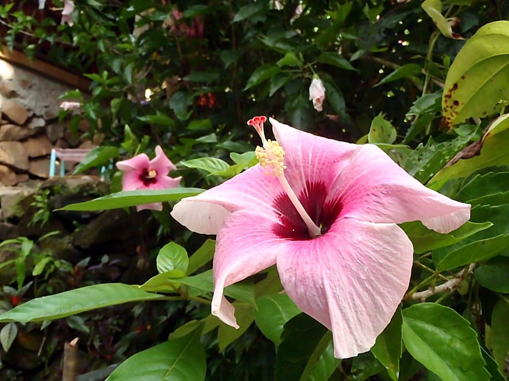 ハイビスカス(ピンク)(Hibiscus rosa-sinensis)の花