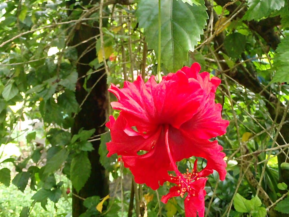 ハイビスカス(赤)(Hibiscus rosa-sinensis)の花