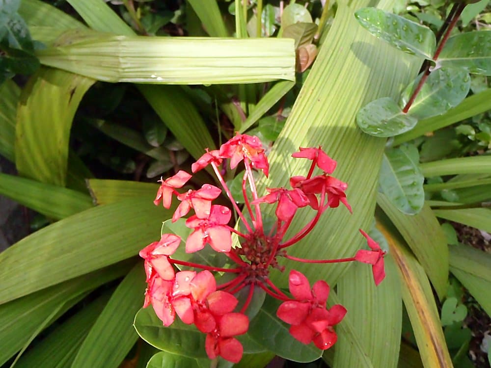 オオバナサンタンカ(Ixora casei)の花