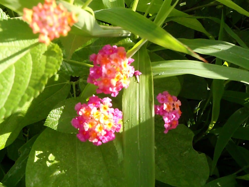 ランタナ(Lantana camara)の花