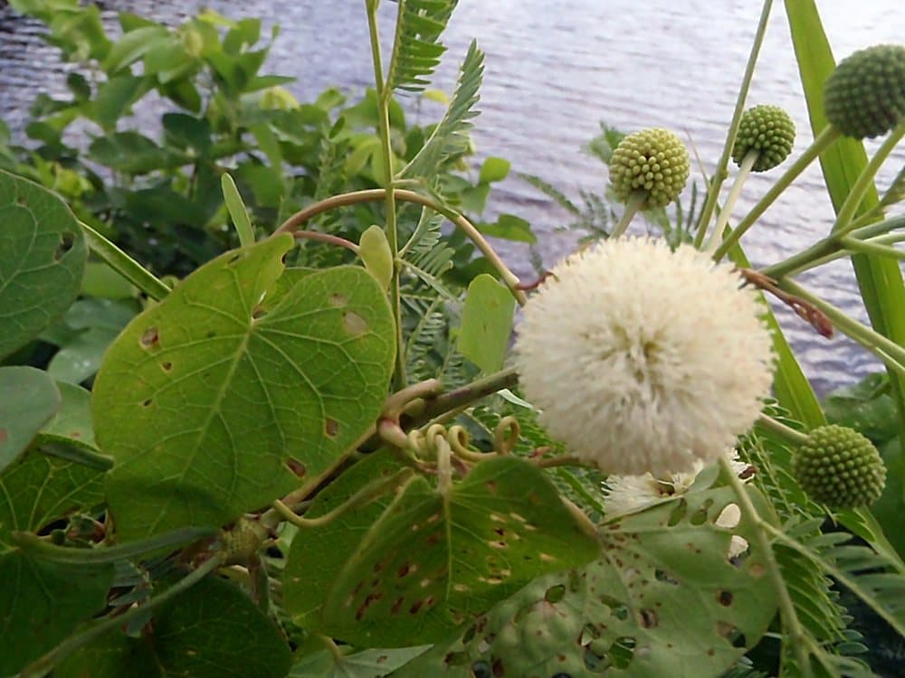 ギンネム(Leucaena leucocephala)の花
