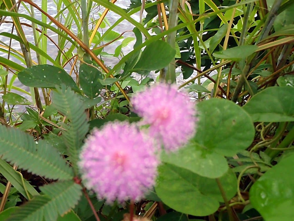 Sensitive Plant (Mimosa pudica) in bloom