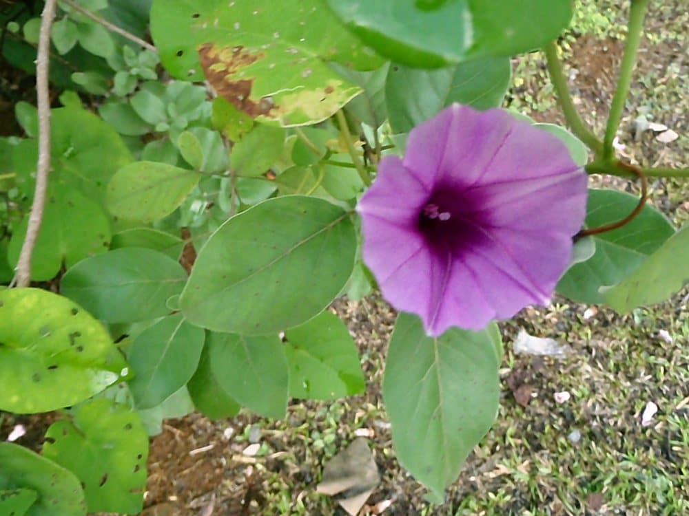 ノアサガオ(Ipomoea indica)の花