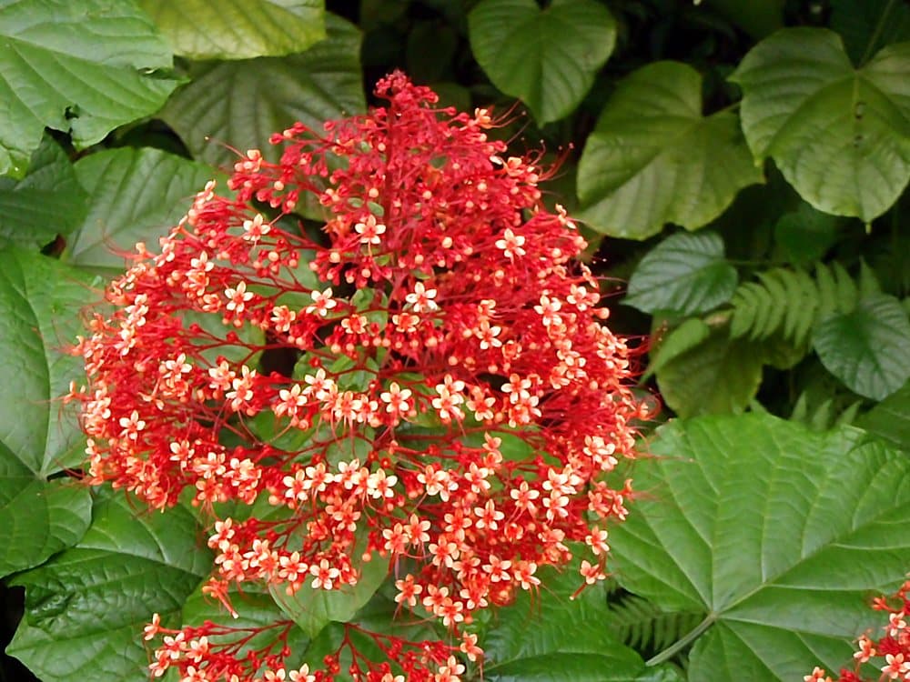 ヒギリ(Clerodendrum paniculatum)の花