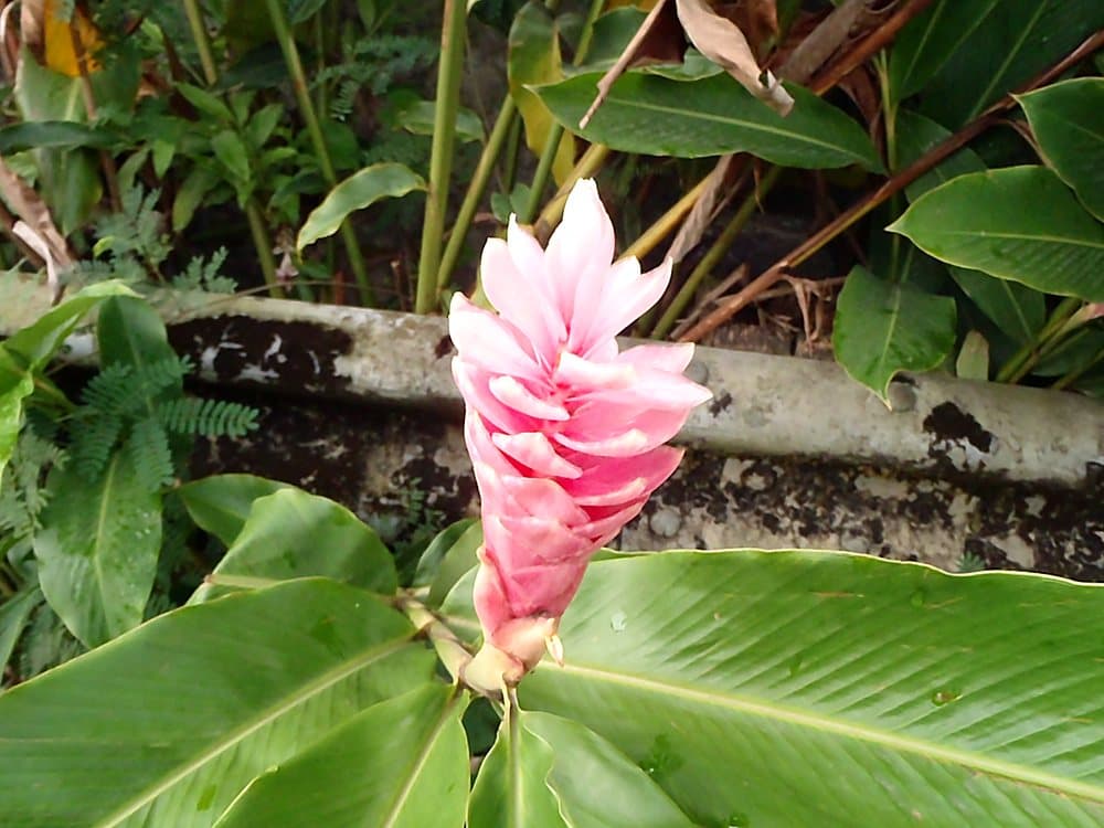 ピンクジンジャー(Alpinia purpurata)の花