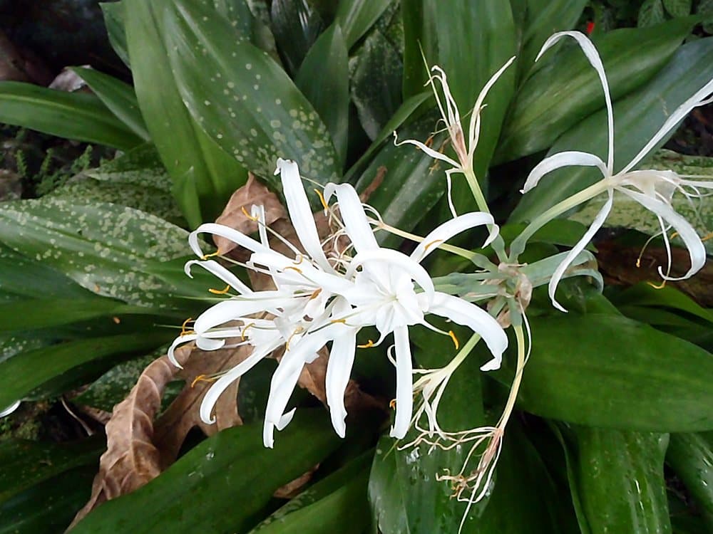 ヒメノカリス(Hymenocallis littoralis)の花