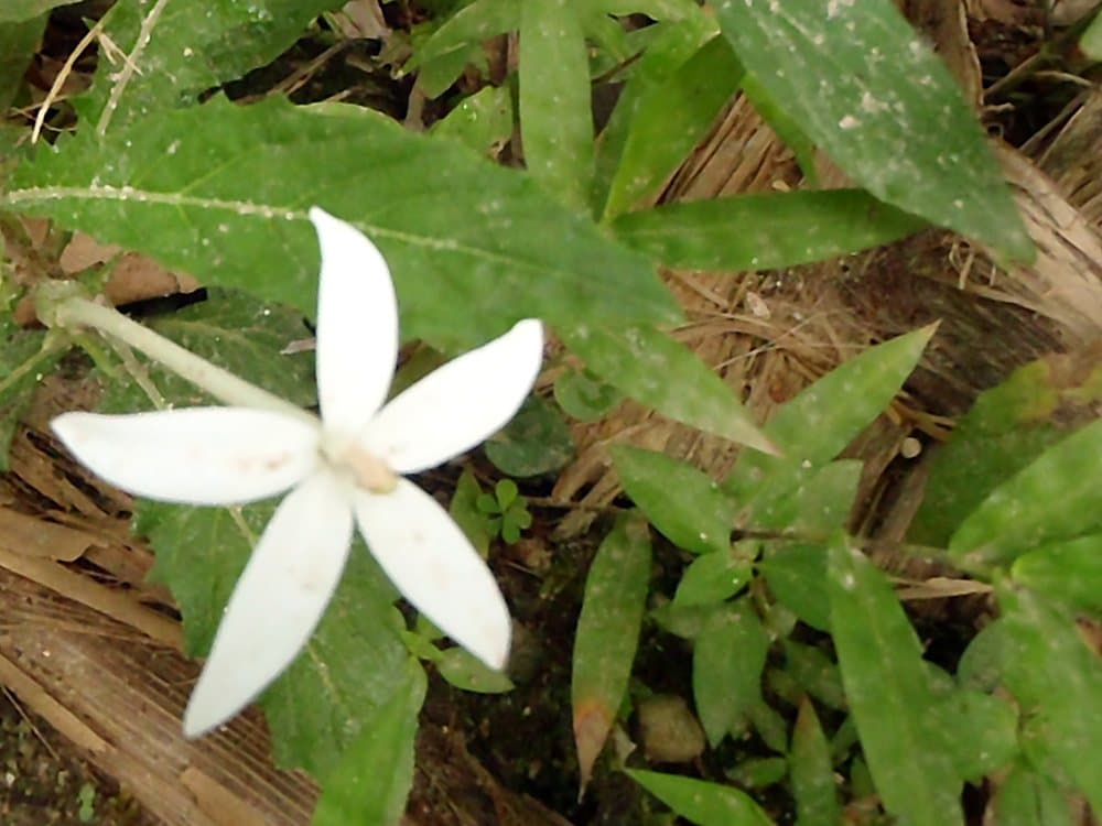 ホシアザミ(Hippobroma longiflora)の花