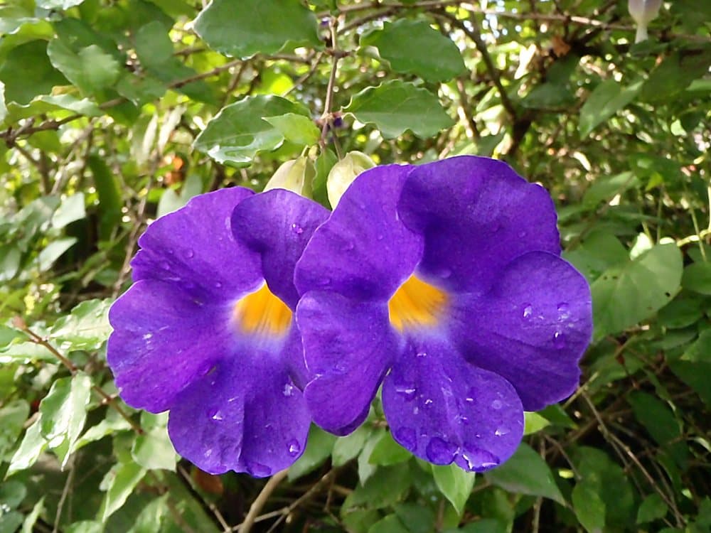 King's Mantle (Thunbergia erecta) in bloom
