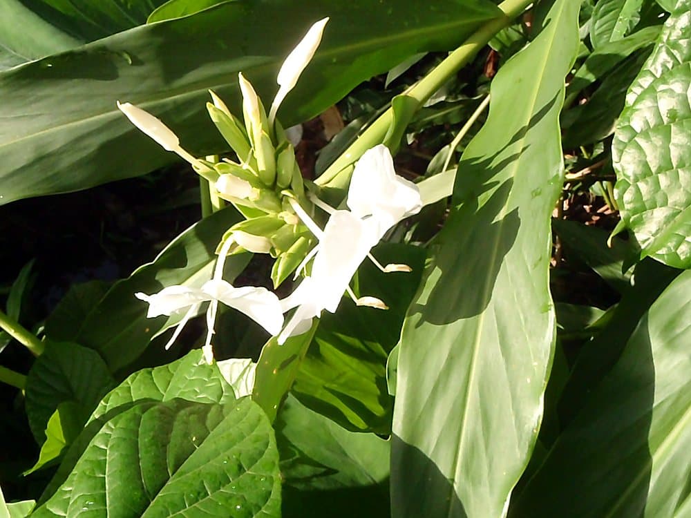 White Ginger Lily (Hedychium coronarium) in bloom