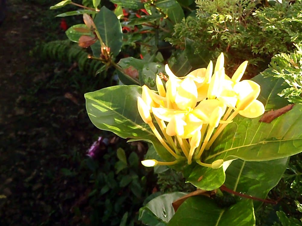 イランイラン(Cananga odorata)の花