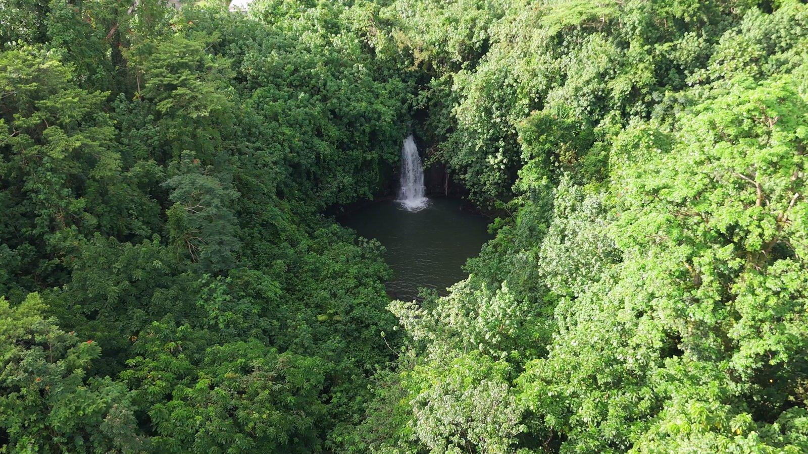 マングローブの水路の先に待つ、ジャングルの滝と滝壺